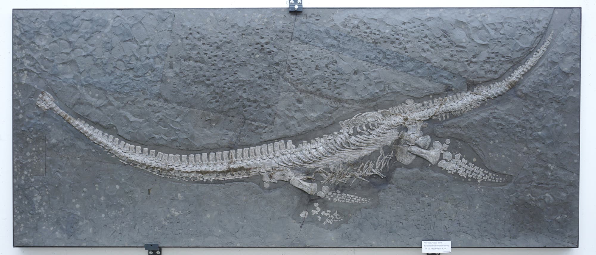 Ein fossiles Skelett eines ausgestorbenen Meeresreptils ist in einer Steinplatte eingebettet. Die Wirbels&auml;ule und Rippen sind deutlich sichtbar und verlaufen in einer geschwungenen Linie &uuml;ber die Platte. Der Hintergrund besteht aus einer strukturierten, grauen Gesteinsoberfl&auml;che. Unten rechts befindet sich ein kleines Schild mit Text, der jedoch nicht lesbar ist.