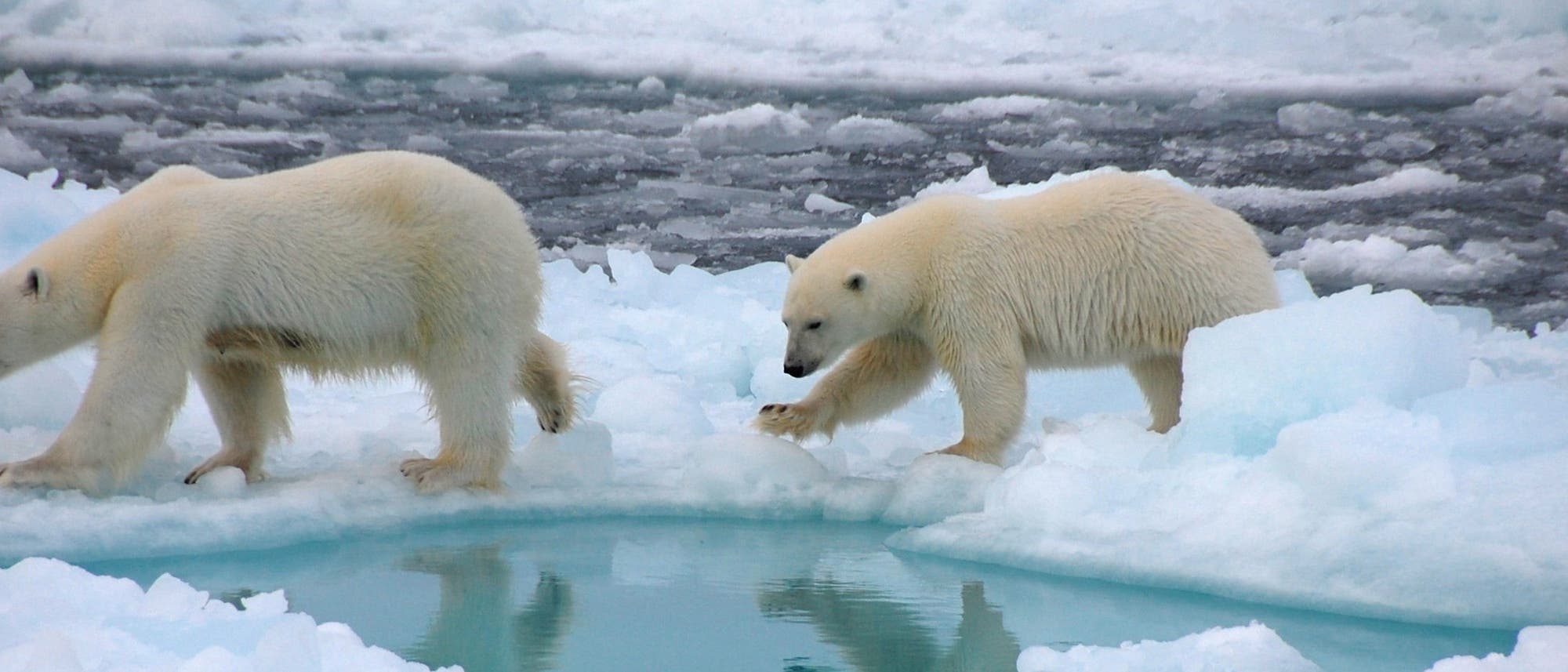 Eisbären auf arktischem Meereis