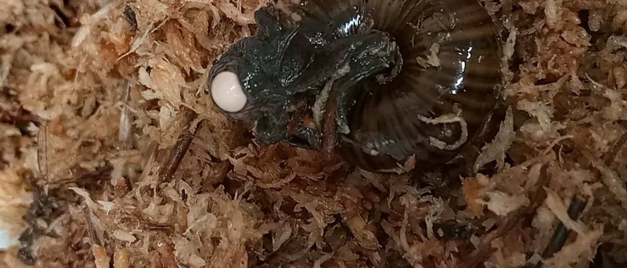 Eine dunkle Schnecke mit dunkelbraunem Gehäuse liegt auf einem Bett aus braunem, trockenem Moos. Am Hals der Schnecke befindet sich ein kleines, helles Ei. Die Textur des Mooses ist deutlich sichtbar und verleiht dem Bild eine natürliche, erdige Atmosphäre. Eine dunkle Schnecke mit dunkelbraunem Gehäuse liegt auf einem Bett aus braunem, trockenem Moos. Am Hals der Schnecke befindet sich ein kleines, helles Ei. Die Textur des Mooses ist deutlich sichtbar und verleiht dem Bild eine natürliche, erdige Atmosphäre.