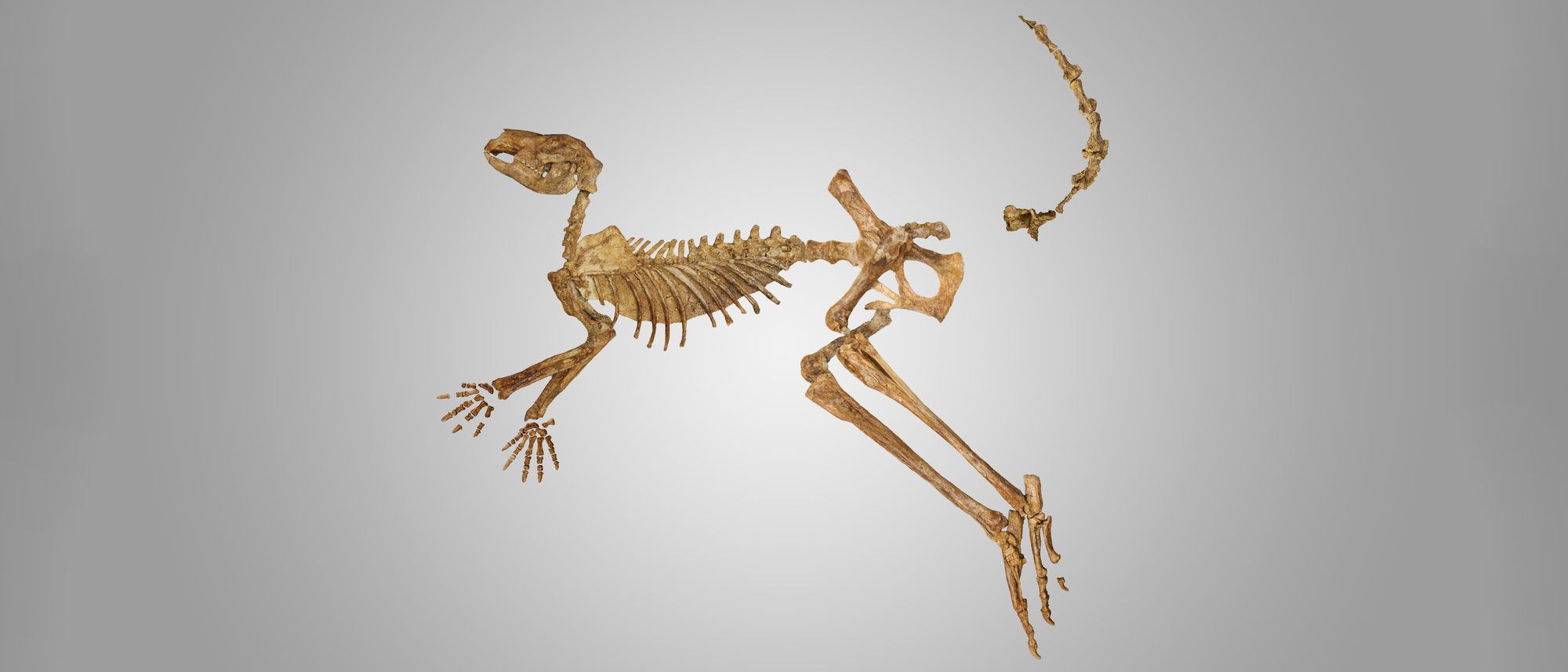 Fast vollständiges Skelett eines ausgestorbenen Riesenkängurus vor leicht grauem Hintergrund. Nur wenige Knochen fehlen.