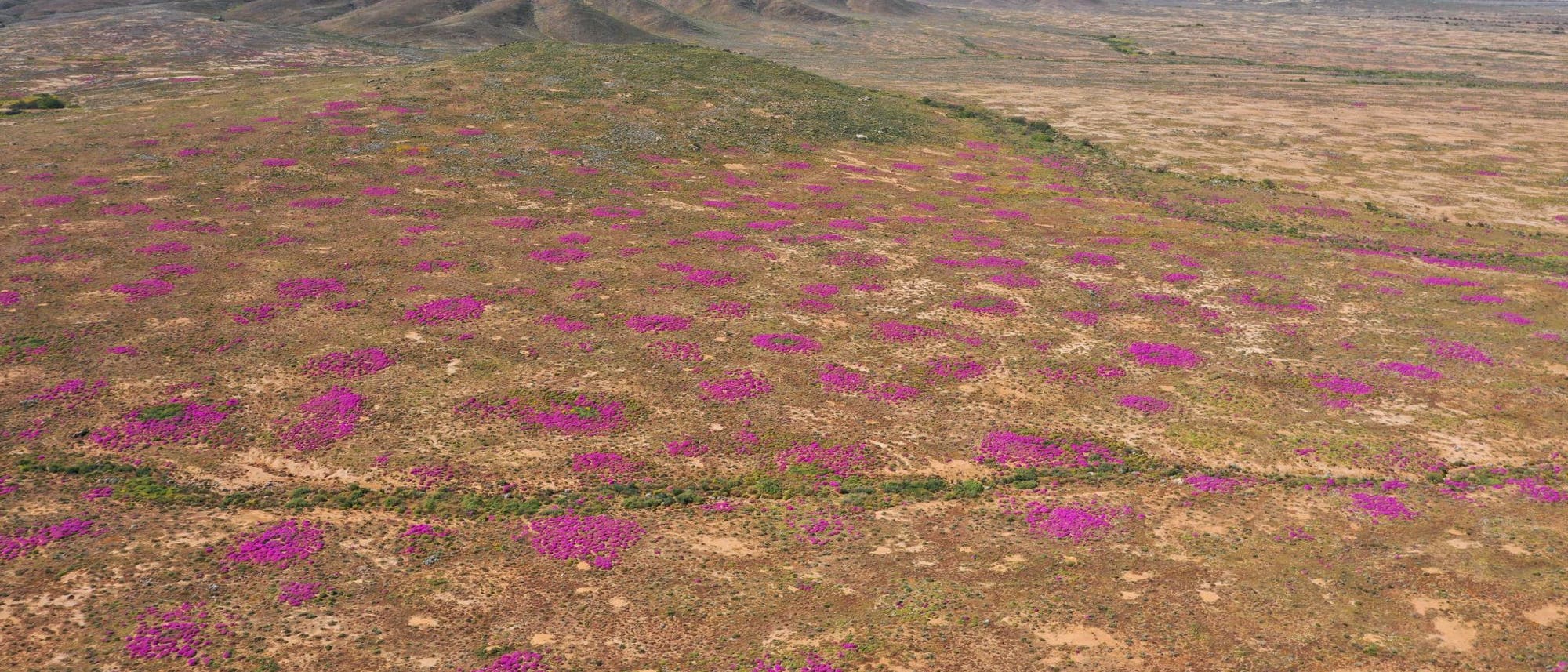 Pinke Flecken im wüstenhaften Braun der Landschaft im Namaqualand deuten an, dass hier Termitenhügel sind.