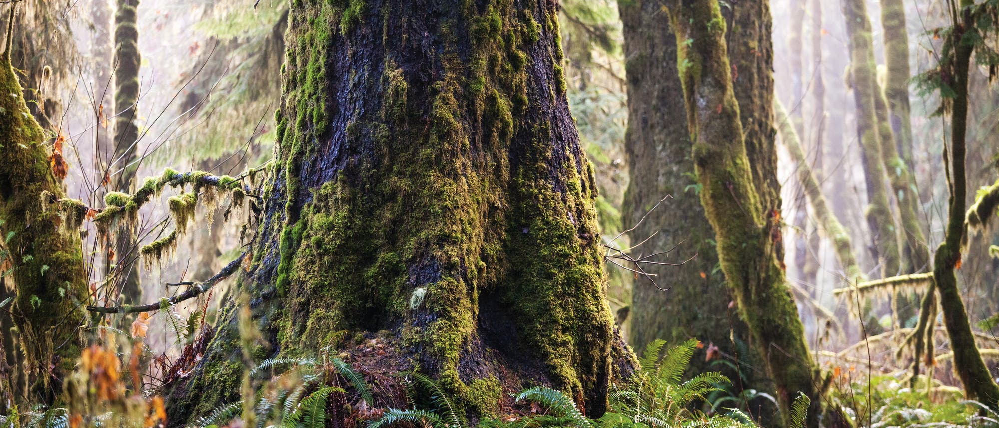 "Ancient Forest" in British Columbia