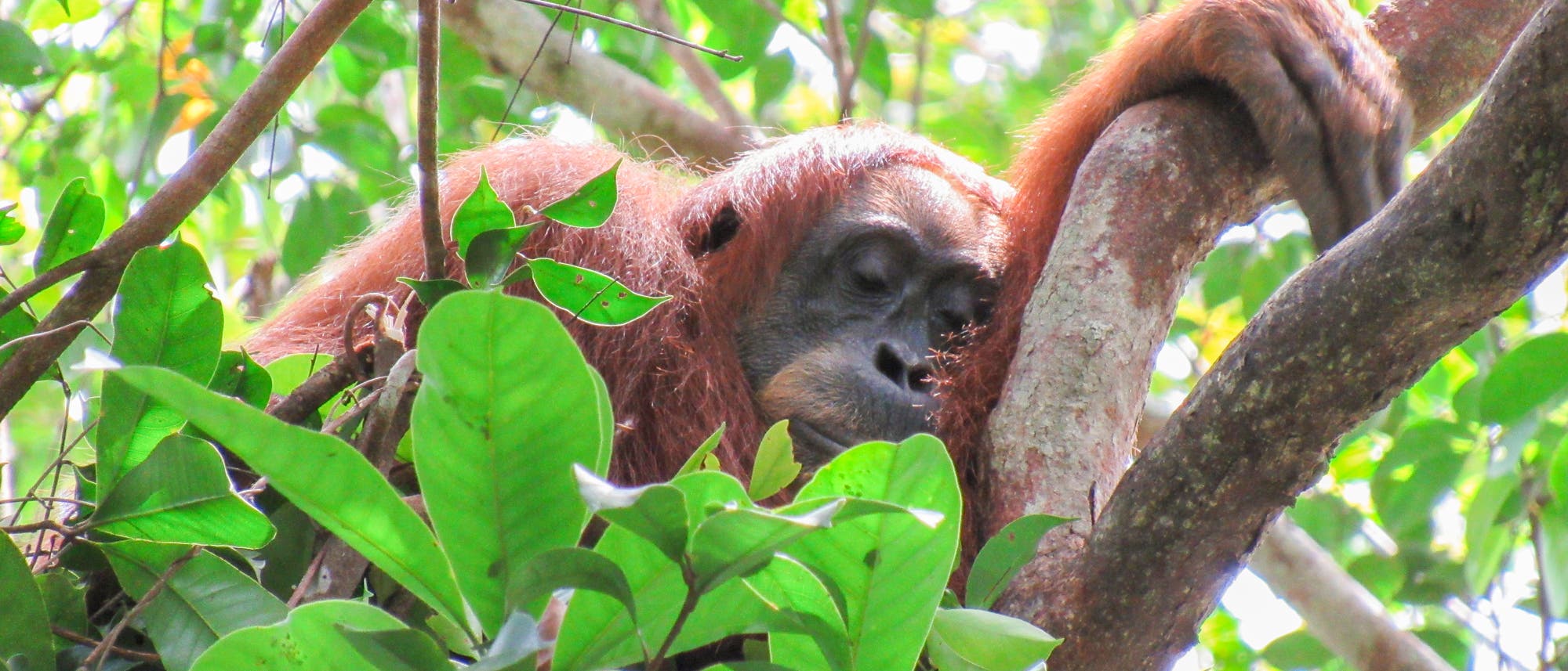 Ein Orang-Utan ruht auf einem Baum in einem dichten, grünen Dschungel. Der Affe hat die Augen geschlossen und hält sich mit einem Arm an einem Ast fest. Umgeben von üppigen Blättern und Zweigen, vermittelt das Bild eine ruhige, natürliche Atmosphäre. Ein Orang-Utan ruht auf einem Baum in einem dichten, grünen Dschungel. Der Affe hat die Augen geschlossen und hält sich mit einem Arm an einem Ast fest. Umgeben von üppigen Blättern und Zweigen, vermittelt das Bild eine ruhige, natürliche Atmosphäre.