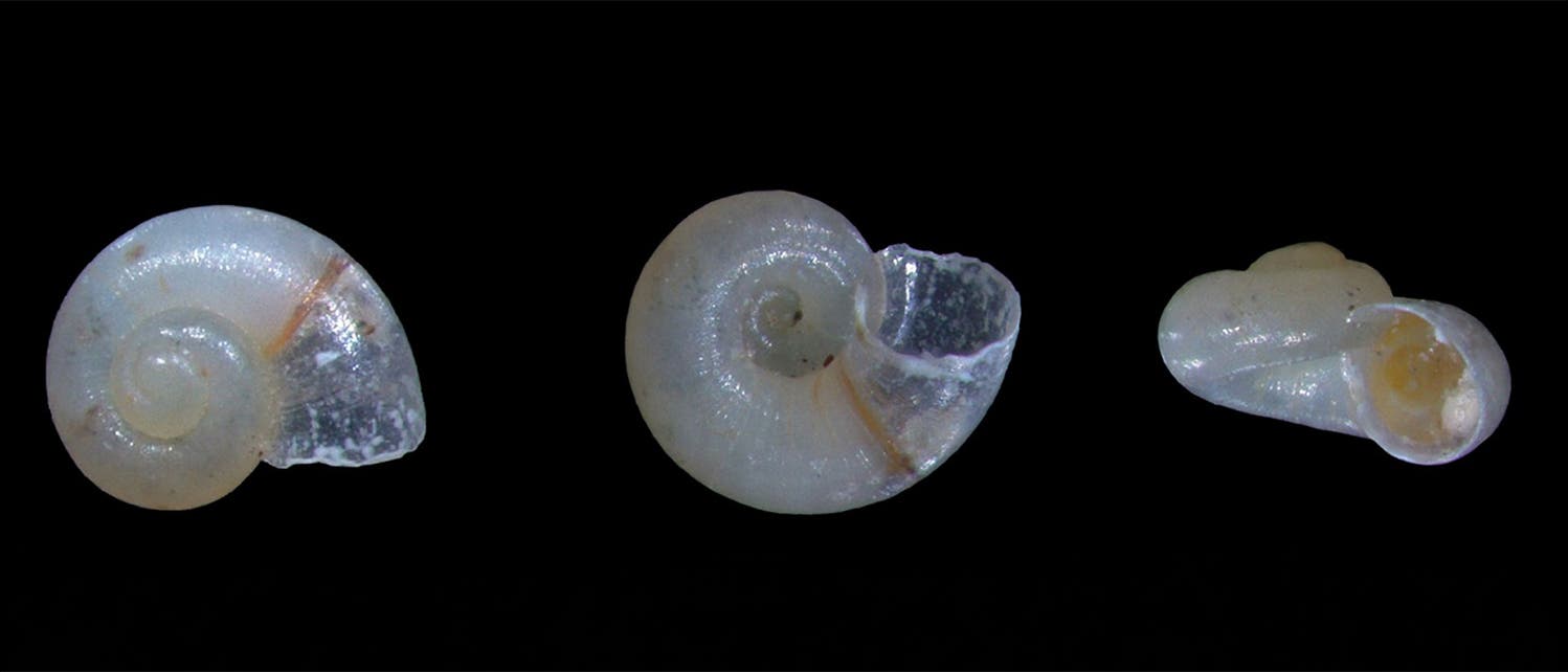 Drei Nahaufnahmen von kleinen, spiralförmigen Schneckenhäusern auf schwarzem Hintergrund. Die Gehäuse sind transparent bis weißlich und zeigen feine Details der Spiralstruktur. Die mittlere Schale ist leicht beschädigt. Drei Nahaufnahmen von kleinen, spiralförmigen Schneckenhäusern auf schwarzem Hintergrund. Die Gehäuse sind transparent bis weißlich und zeigen feine Details der Spiralstruktur. Die mittlere Schale ist leicht beschädigt.