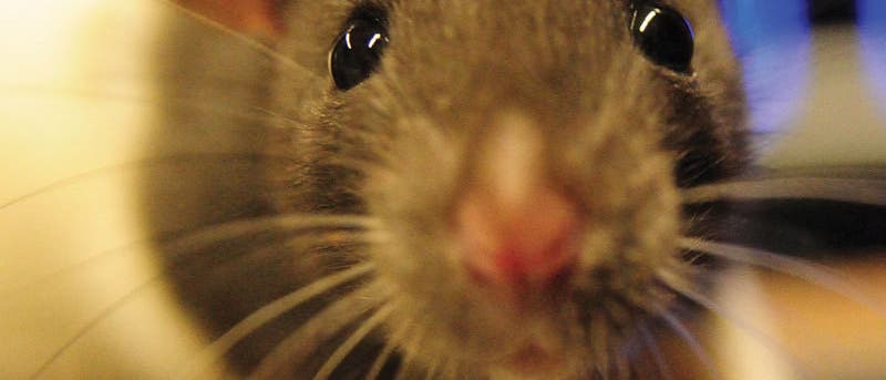 Bei Ratten bewegen sich die Augen völlig unterschiedlich. Anders als beim Menschen können sie sich in entgegengesetzte Richtung zueinander ausrichten.