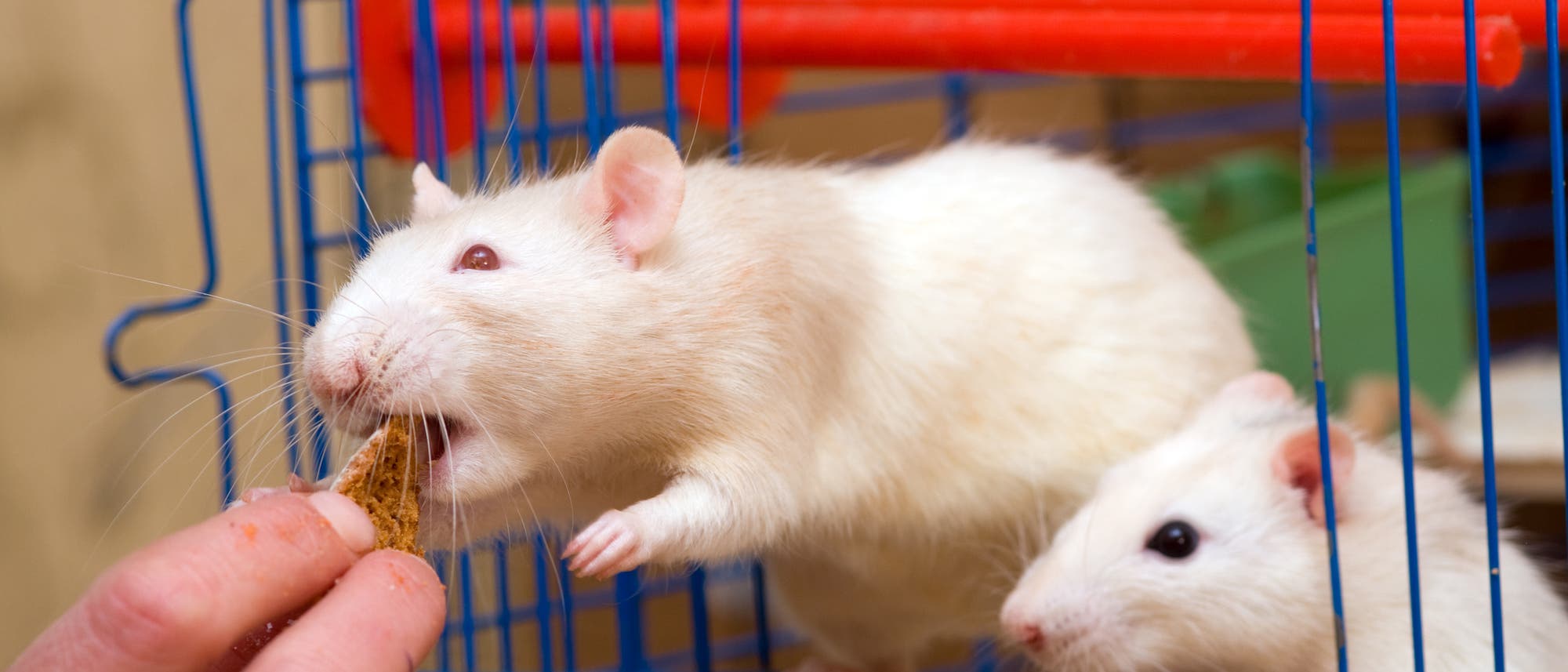 Wofür würde eine Ratte sterben? Für kalorienreiche Lebensmittel