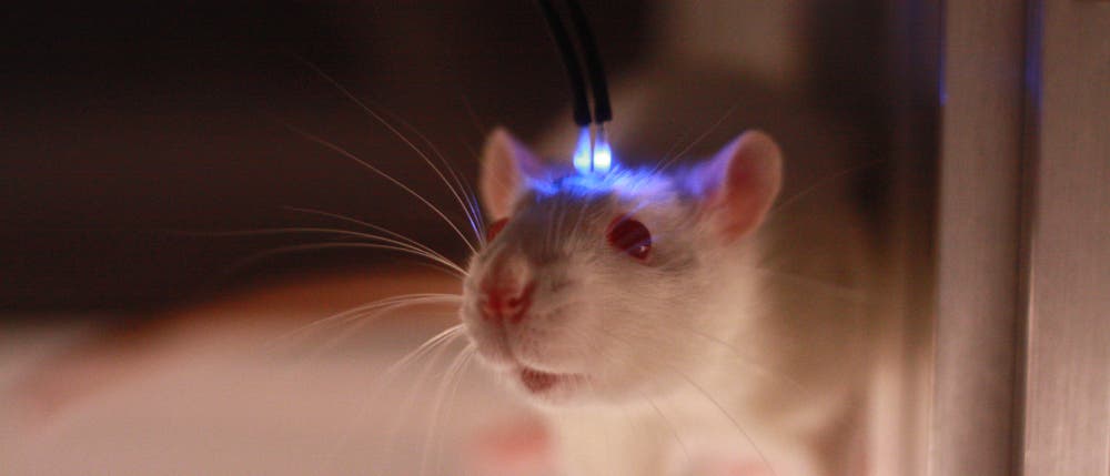 Optogenetisch manipulierte Ratte