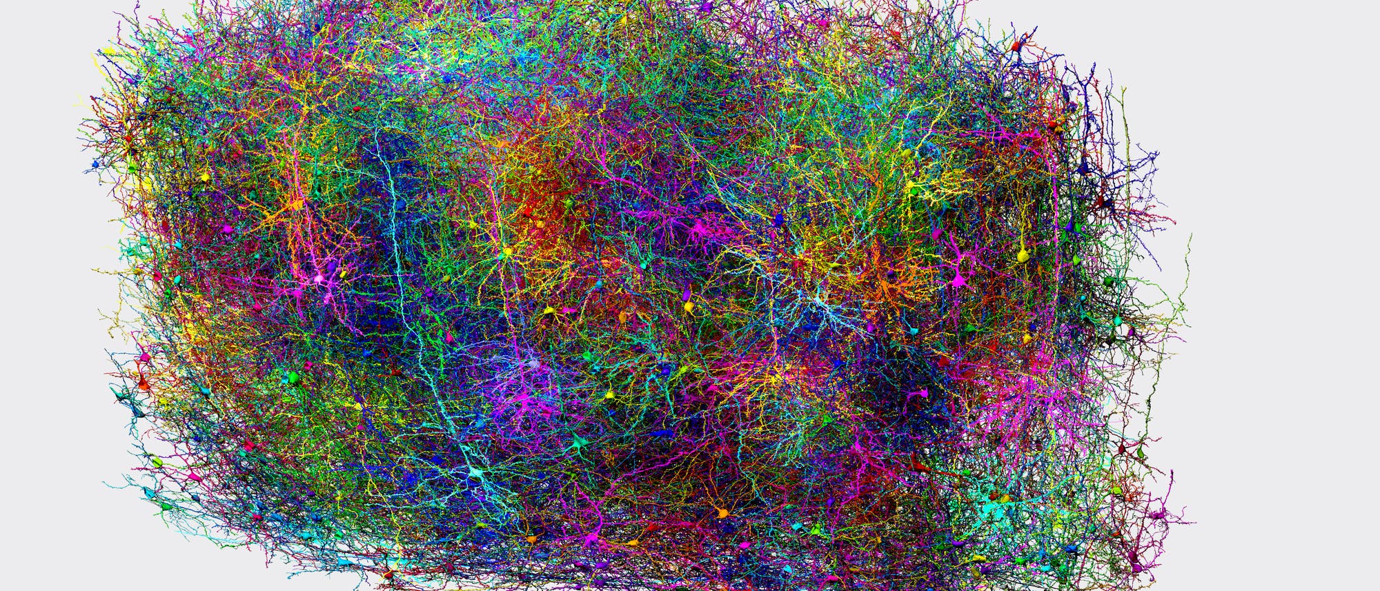 Eine komplexe, dreidimensionale Darstellung eines neuronalen Netzwerks, das aus einer Vielzahl von farbigen Linien besteht. Die Linien sind in einem dichten, chaotischen Muster angeordnet und repräsentieren die Verbindungen zwischen Neuronen. Die Farben variieren von Blau, Grün, Rot bis hin zu Gelb und Violett, was möglicherweise unterschiedliche Arten oder Funktionen der Neurone symbolisiert. Der Hintergrund ist neutral, um den Fokus auf die detaillierte Struktur des Netzwerks zu lenken.