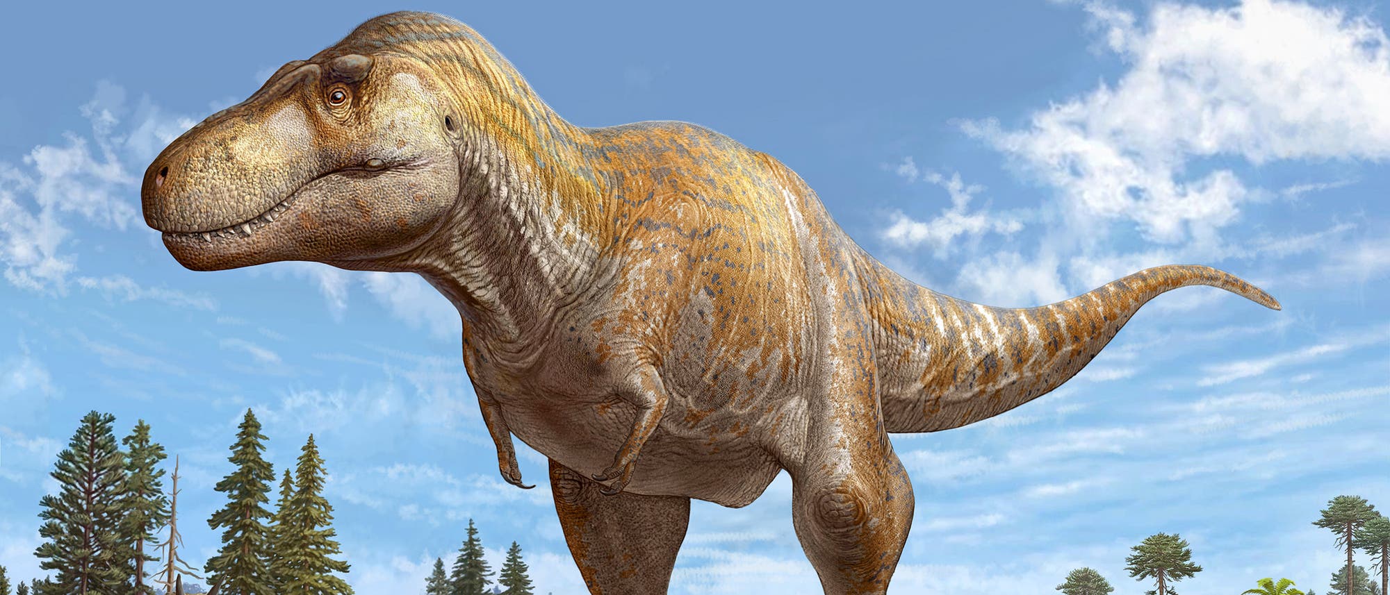 Tyrannosaurus mcraeensis.