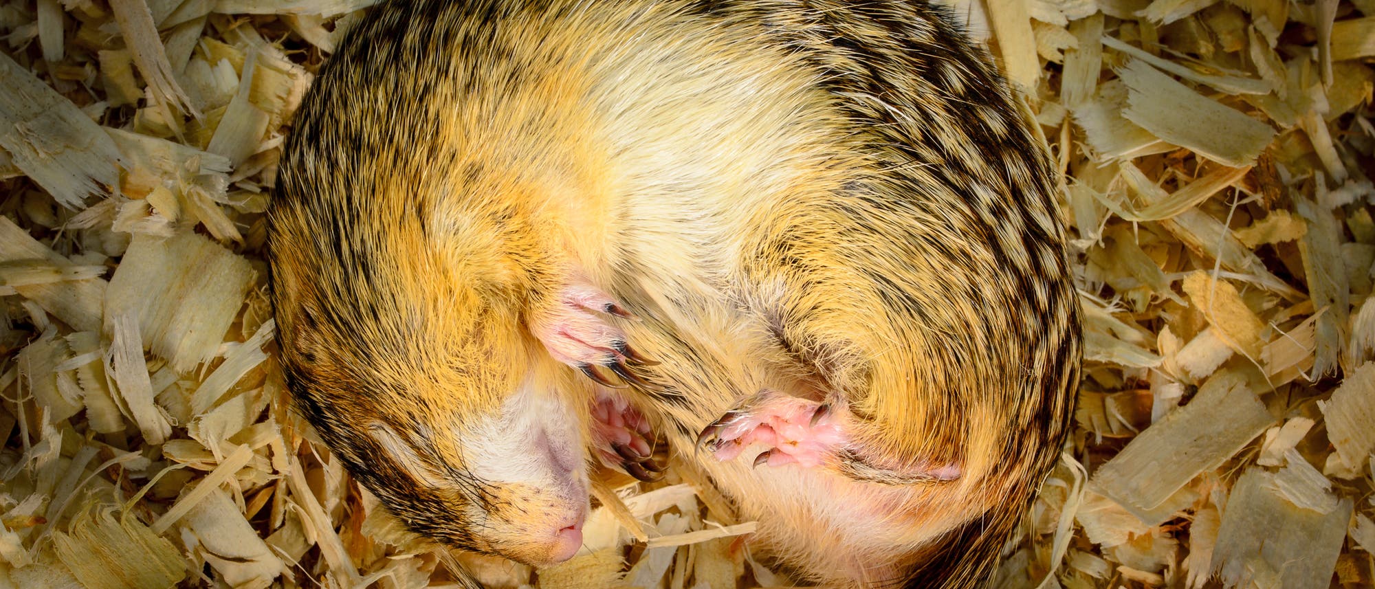 Ein Dreizehnstreifen-Hörnchen (Ictidomys tridecemlineatus) im tiefen Winterschlaf.