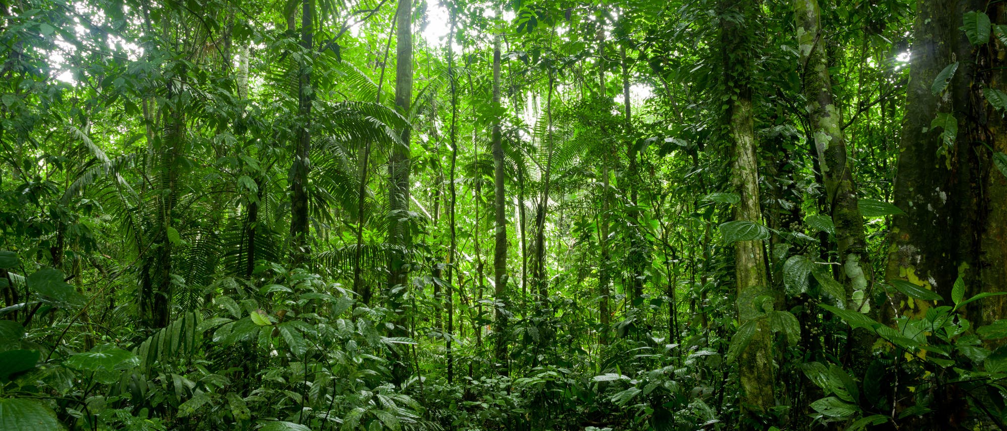 Regenwald am Amazonas