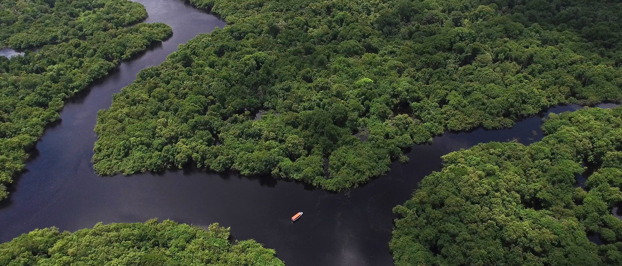 Intakter Regenwald in Brasilien