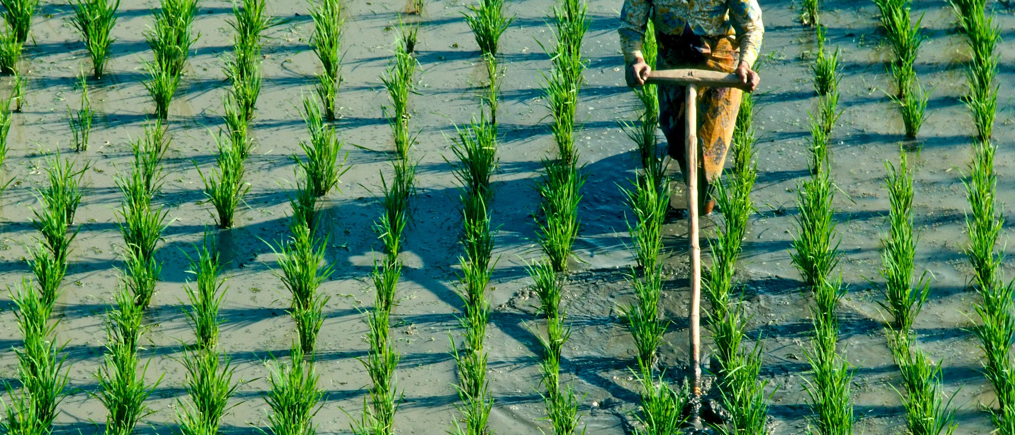 Eine Frau bearbeitet in Indonesien ein Reisfeld