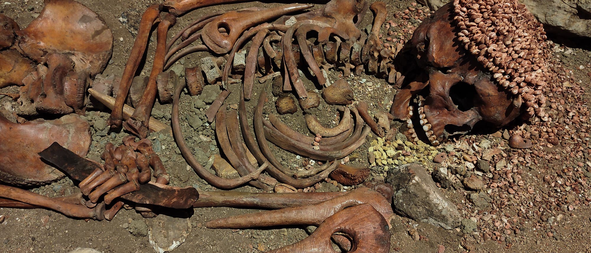 Ein archäologisches Foto zeigt ein Skelett, das auf dem Boden liegt. Der Schädel ist mit einer Kappe aus kleinen Muscheln bedeckt. Die Knochen sind teilweise von Erde umgeben, und einige größere Steine sind in der Nähe sichtbar. Die Szene vermittelt den Eindruck einer historischen Ausgrabungsstätte. Ein archäologisches Foto zeigt ein Skelett, das auf dem Boden liegt. Der Schädel ist mit einer Kappe aus kleinen Muscheln bedeckt. Die Knochen sind teilweise von Erde umgeben, und einige größere Steine sind in der Nähe sichtbar. Die Szene vermittelt den Eindruck einer historischen Ausgrabungsstätte.