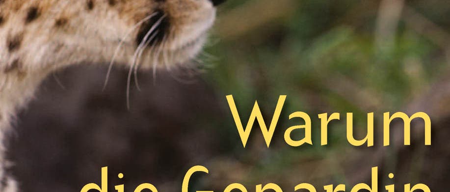 Warum die Gepardin fremdgeht