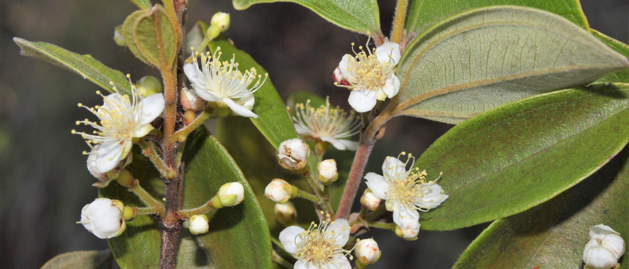 Nahaufnahme von Zweigen mit gr&uuml;nen Bl&auml;ttern und kleinen, wei&szlig;en Bl&uuml;ten. Die Bl&uuml;ten haben zahlreiche feine Staubbl&auml;tter. Die Bl&auml;tter sind oval und leicht gl&auml;nzend. Die Szene zeigt eine nat&uuml;rliche, botanische Umgebung.