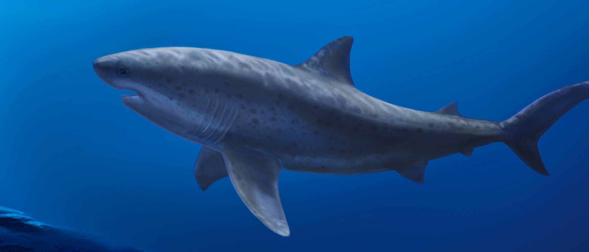 Eine k&uuml;nstlerische Darstellung eines gro&szlig;en Hais, der durch tiefblaues Wasser schwimmt. Der Hai ist seitlich abgebildet, mit sichtbaren Flossen und einem kr&auml;ftigen K&ouml;rper. Die Oberfl&auml;che des Hais zeigt eine gesprenkelte Musterung, die seine Textur betont. Die Szene vermittelt ein Gef&uuml;hl von Ruhe und Erhabenheit in der Unterwasserwelt.