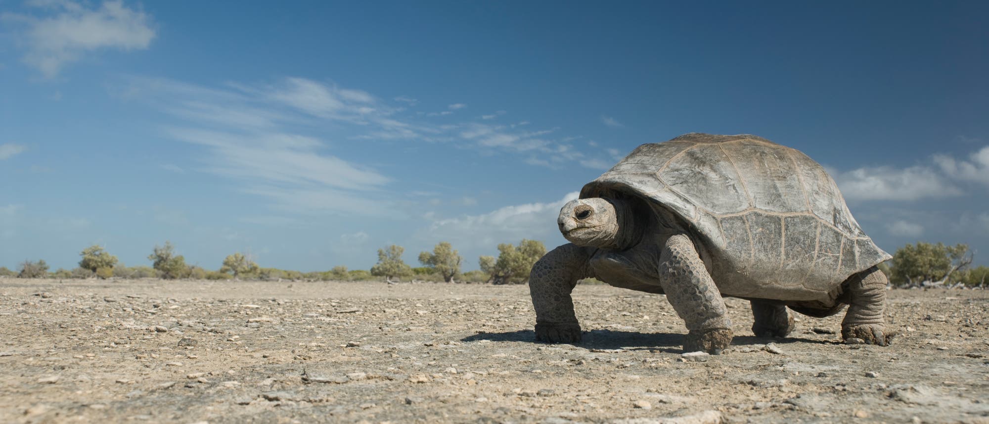 Riesenschildkröte von Aldabra