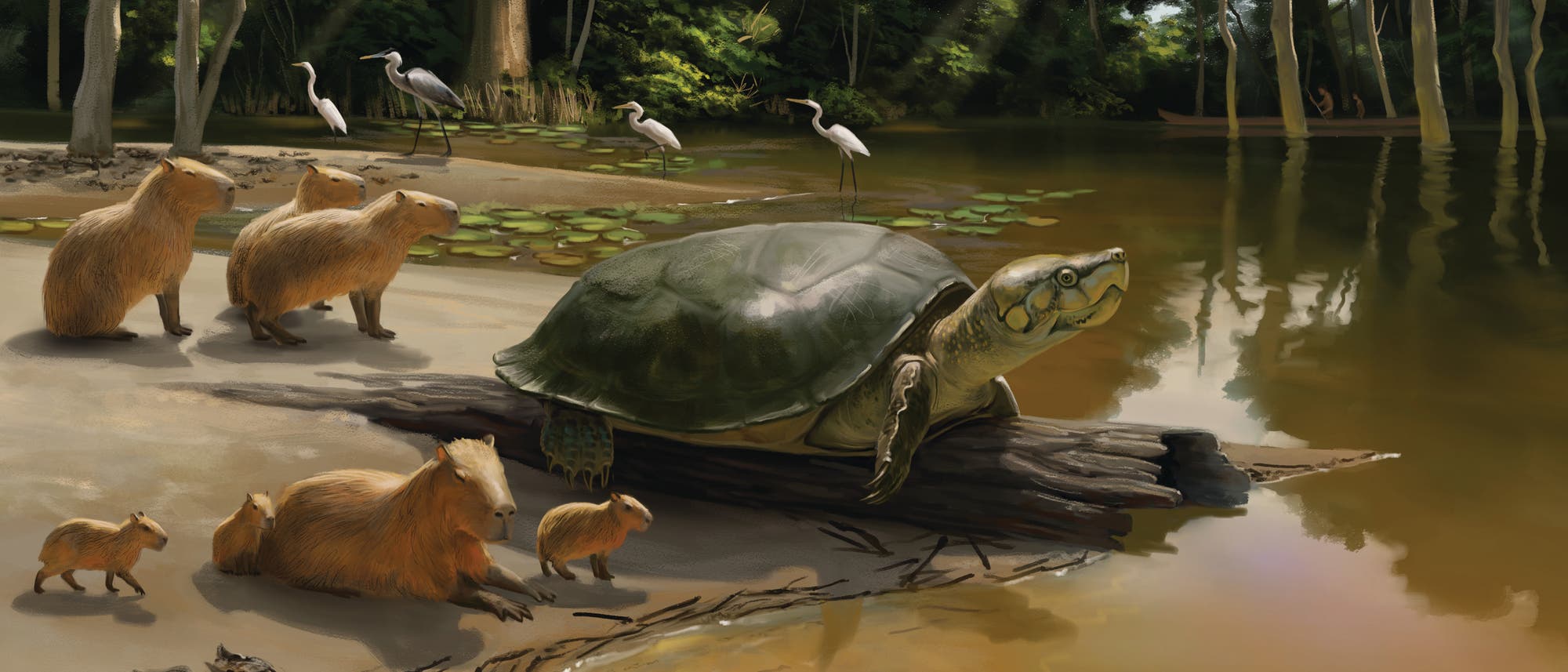 Illustration einer ausgestorbenen Riesenwasserschildkröte: Sie ist grün eingefärbt und befindet sich an einem Fluss im Regenwald, umgeben ist sie von Wasserschweinen, im Hintergrund stehen verschiedene Reiher und im Wald nähern sich zwei jagende Indigene