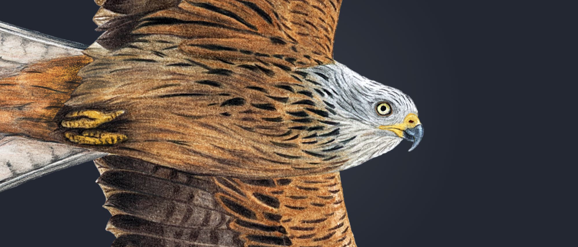 Buntstiftzeichnung eines fliegenden Rotmilans mit ausgebreiteten Flügeln. Der Vogel hat ein rotbraunes Gefieder mit weißen und schwarzen Akzenten an den Flügelspitzen. Der Kopf ist hellgrau, und der Schwanz ist gegabelt. Die Darstellung zeigt die anatomischen Details der Flügel und des Schwanzes.