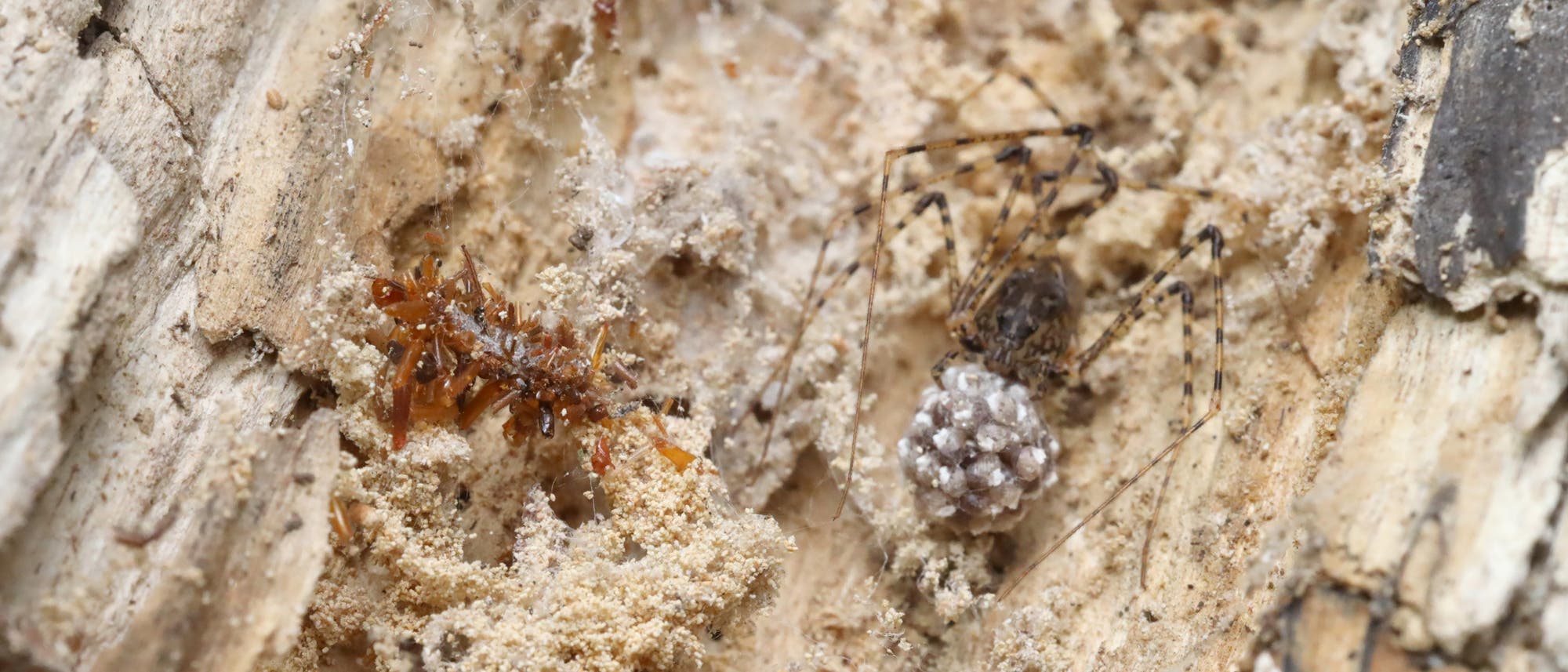 Links im Bild ist eine Hawaiianischen Raupenart, die sich in Spinnennetze wagt, um Nahrung zu finden. Sie ist dabei getarnt mit den Überresten der Beutetiere der Spinne. Die Spinne ist rechts im Bild zu sehen. Links im Bild ist eine Hawaiianischen Raupenart, die sich in Spinnennetze wagt, um Nahrung zu finden. Sie ist dabei getarnt mit den Überresten der Beutetiere der Spinne. Die Spinne ist rechts im Bild zu sehen.