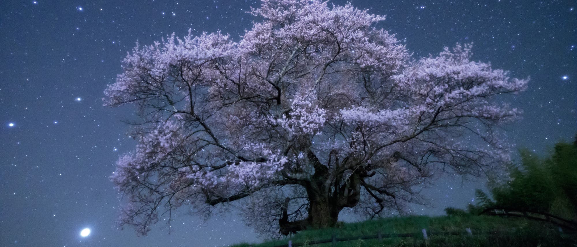Ein 500 Jahre alter Kirschbaum in der japanischen Präfektur Gunma hebt sich gegen den Nachthimmel ab. In der japanischen Kultur hat die Kirschblüte – Sakura genannt – eine große Bedeutung. Sie markiert den Anfang des Frühlings und ist ein Symbol für die weibliche Schönheit.