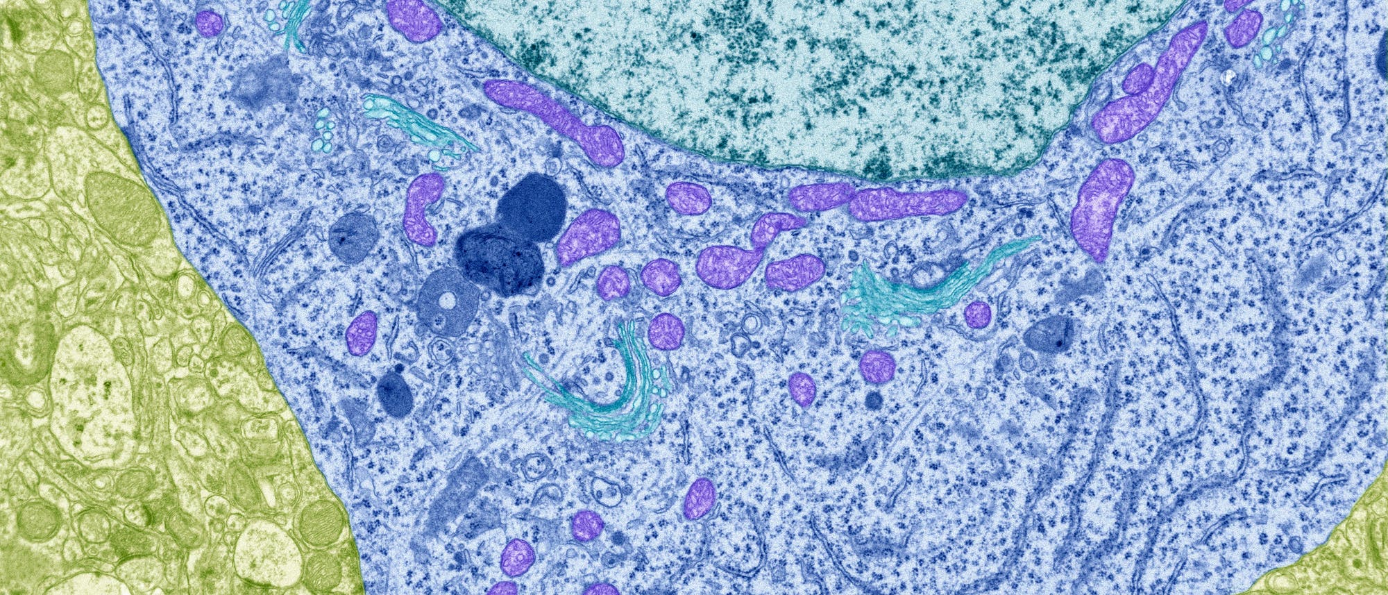 Elektronenmikroskopisches Bild einer Zellstruktur, das verschiedene Zellorganellen in unterschiedlichen Farben zeigt. Die Zellmembran ist in Blau dargestellt, während die Organellen in Violett und Grün hervorgehoben sind. Die detaillierte Textur der Zellkomponenten ist sichtbar, was die Komplexität der zellulären Architektur verdeutlicht. Dieses Bild dient der Veranschaulichung der mikroskopischen Details von Zellen. Elektronenmikroskopisches Bild einer Zellstruktur, das verschiedene Zellorganellen in unterschiedlichen Farben zeigt. Die Zellmembran ist in Blau dargestellt, während die Organellen in Violett und Grün hervorgehoben sind. Die detaillierte Textur der Zellkomponenten ist sichtbar, was die Komplexität der zellulären Architektur verdeutlicht. Dieses Bild dient der Veranschaulichung der mikroskopischen Details von Zellen.
