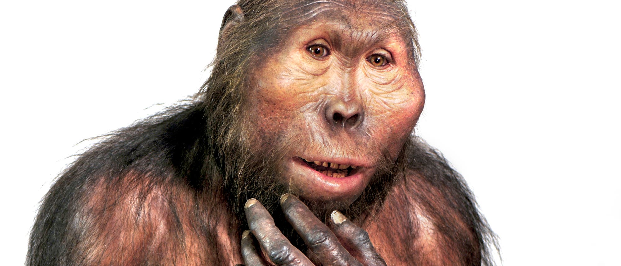 Paranthropus boisei Modell