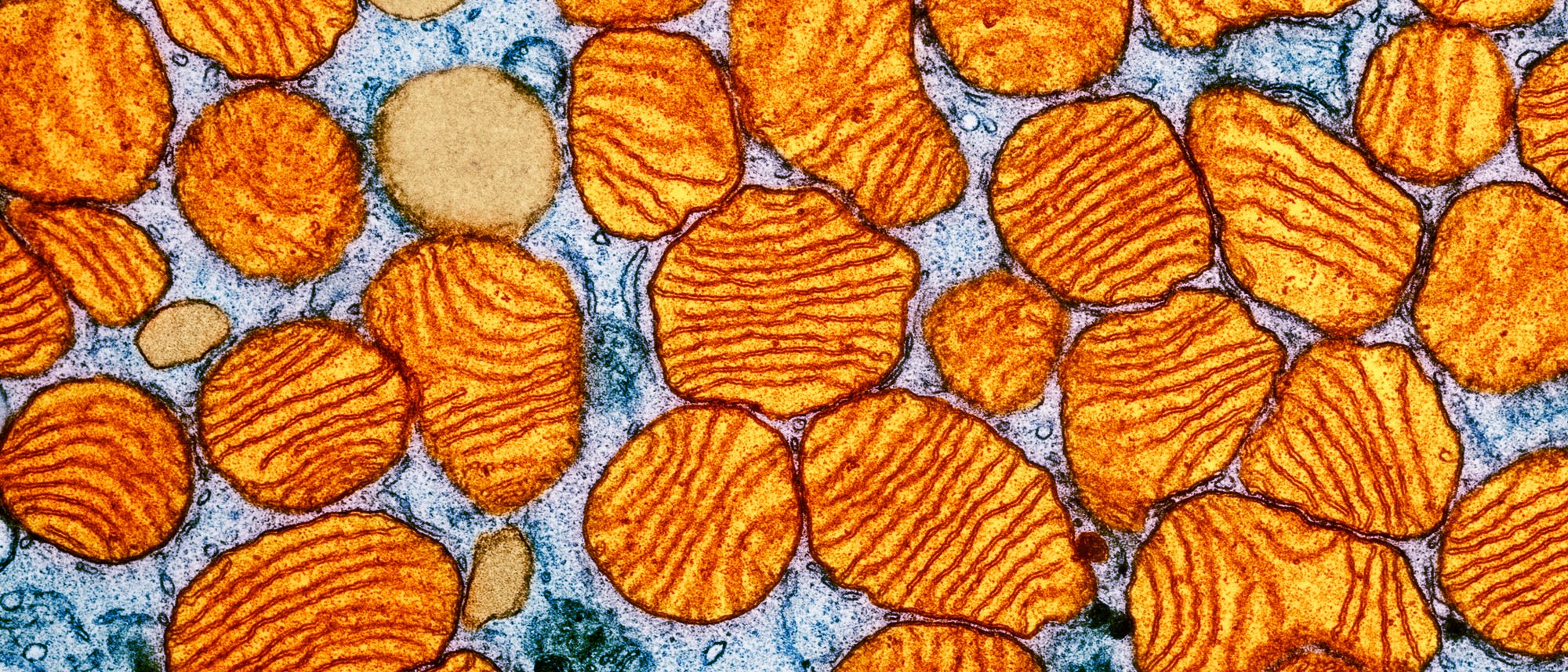 Elektronenmikroskopische Aufnahme von Mitochondrien in einer Zelle. Die Mitochondrien erscheinen als ovale Strukturen mit wellenförmigen, orangefarbenen Innenmembranen, die sich von einem blauen Hintergrund abheben. Diese Strukturen sind für die Energieproduktion in der Zelle verantwortlich. Das Bild zeigt die detaillierte Anordnung der Membranen, die für die Funktion der Mitochondrien entscheidend ist.