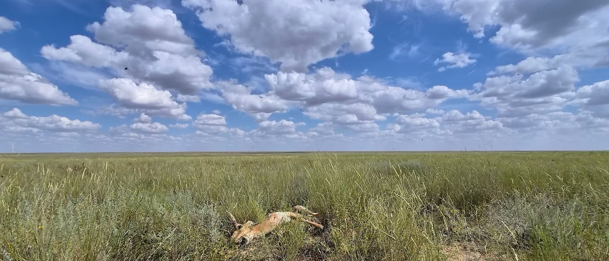 Weite Graslandschaft unter einem Himmel mit vielen weißen Wolken. Im Vordergrund liegt eine tote Saiga-Antilope im hohen Gras. Die Szene vermittelt eine ruhige, natürliche Atmosphäre. Weite Graslandschaft unter einem Himmel mit vielen weißen Wolken. Im Vordergrund liegt eine tote Saiga-Antilope im hohen Gras. Die Szene vermittelt eine ruhige, natürliche Atmosphäre.