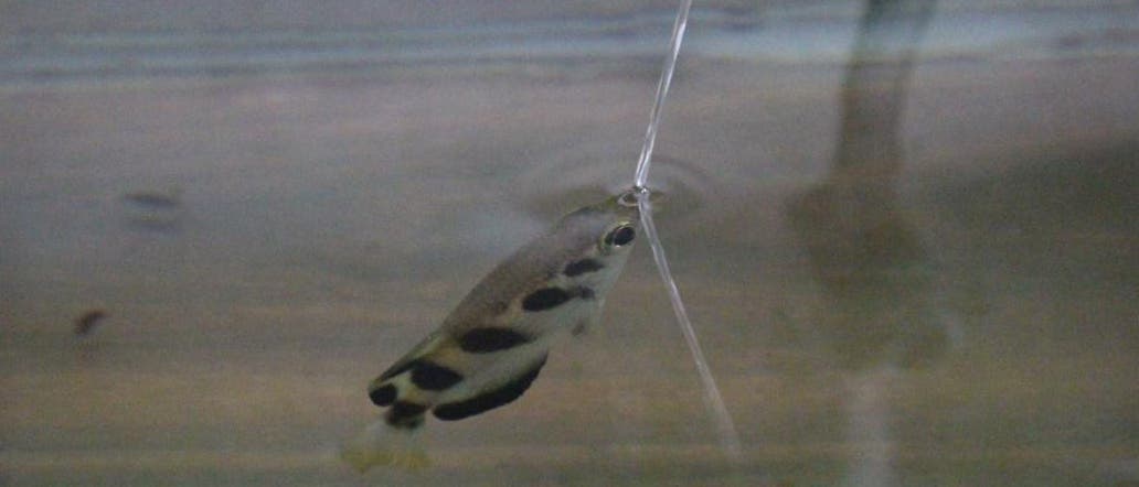 Schützenfisch spuckt einen Wasserstrahl auf eine Person, die ihr nichts getan hat