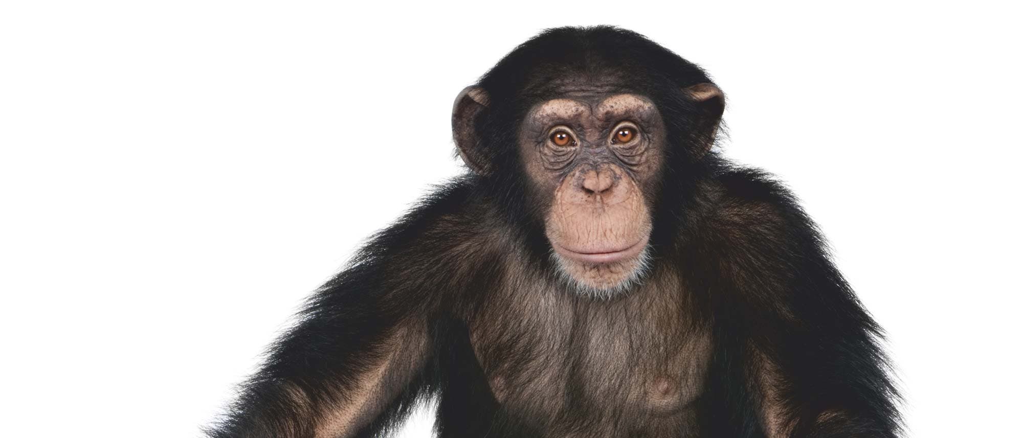 junger Schimpanse
