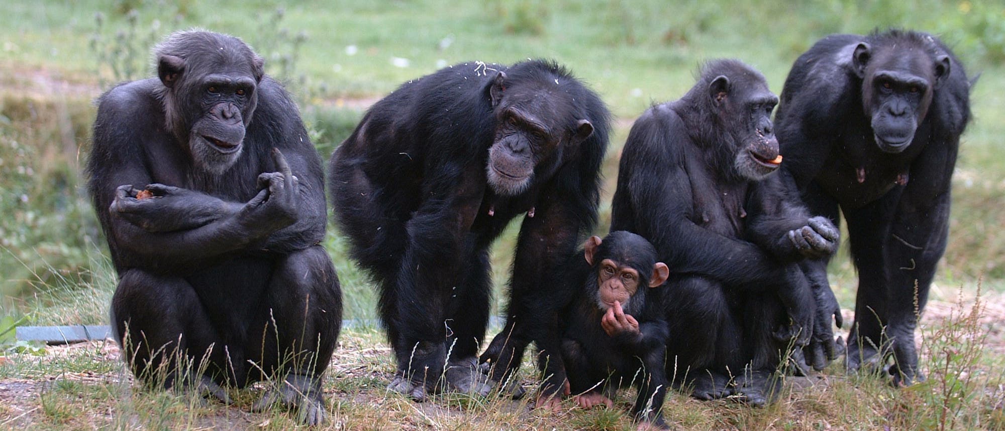 Schimpansenfamilie