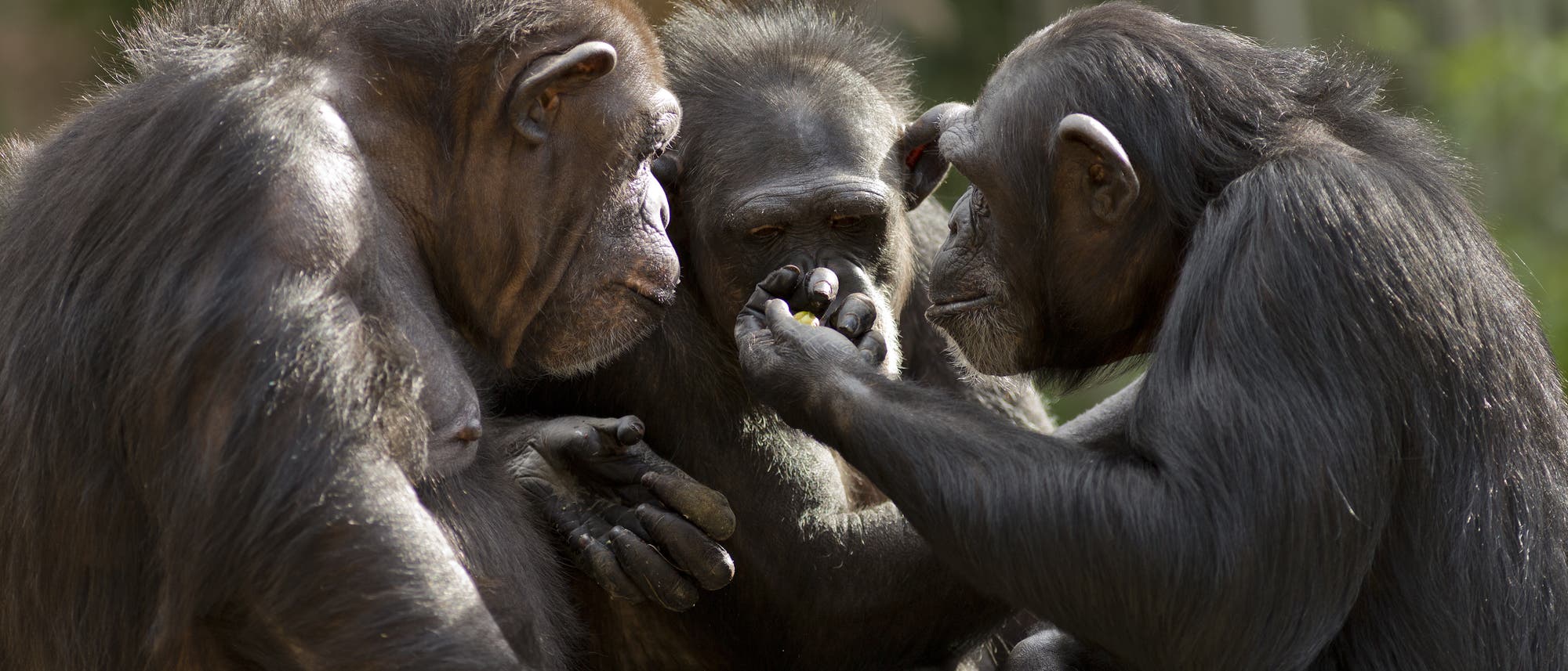 Drei Schimpansen in der Gruppe