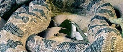 Riesenschlange im Dino-Nest