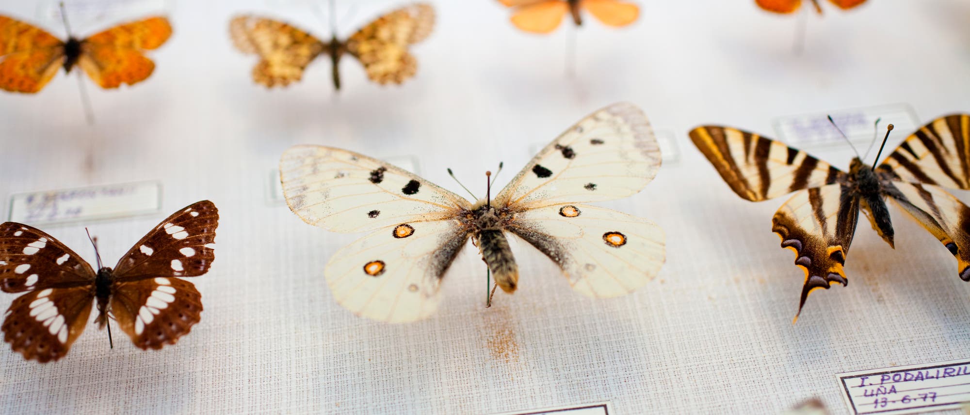 Schmetterlinge in einer Museumssammlung