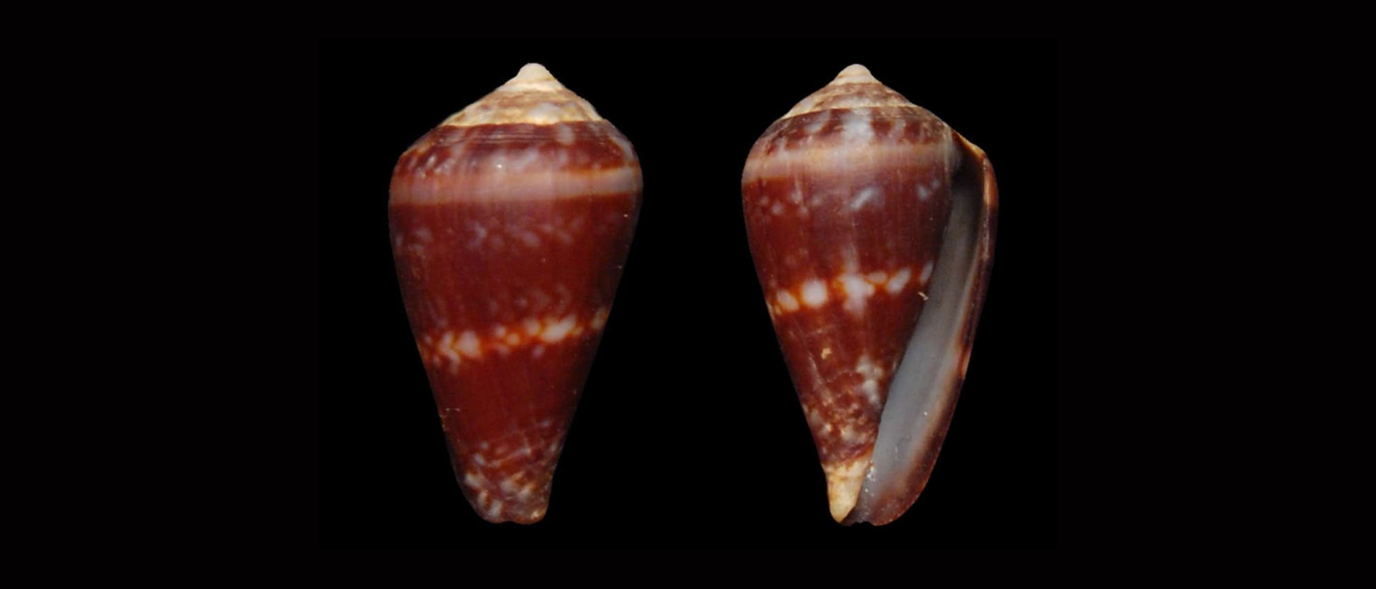 Zwei konische Muscheln mit glatter, glänzender Oberfläche und braun-weißem Muster auf schwarzem Hintergrund. Die linke Muschel zeigt die Vorderseite, während die rechte Muschel die Rückseite mit sichtbarem Rand zeigt.