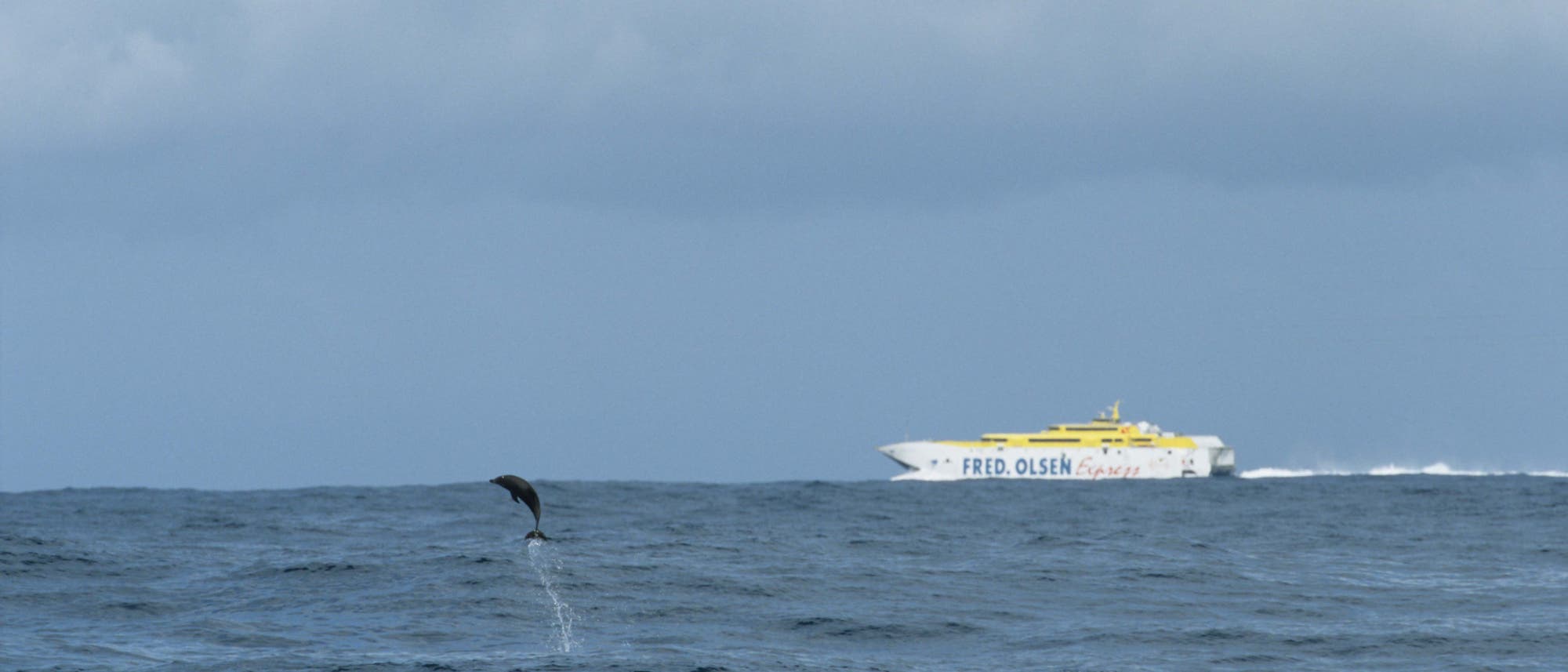 Ein Delfin springt aus dem Wasser im Vordergrund, während im Hintergrund eine Fähre mit der Aufschrift "FRED OLSEN EXPRESS" über das Meer fährt. Der Himmel ist bewölkt. Ein Delfin springt aus dem Wasser im Vordergrund, während im Hintergrund eine Fähre mit der Aufschrift "FRED OLSEN EXPRESS" über das Meer fährt. Der Himmel ist bewölkt.