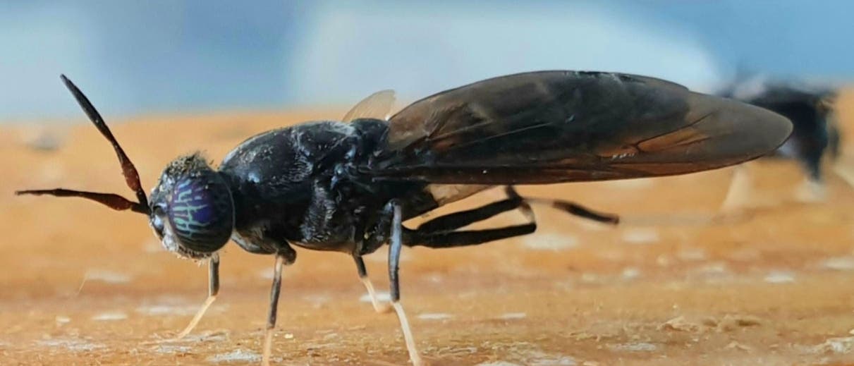 Eine Nahaufnahme einer ausgewachsenen Schwarzen Soldatenfliege auf einer braunen Oberfläche. Sie hat die durchsichtigen Flügel angelegt und zwei ihrer Hinterbeine angezogen. Der Hintergrund ist unscharf, was den Fokus auf das Insekt lenkt. Eine Nahaufnahme einer ausgewachsenen Schwarzen Soldatenfliege auf einer braunen Oberfläche. Sie hat die durchsichtigen Flügel angelegt und zwei ihrer Hinterbeine angezogen. Der Hintergrund ist unscharf, was den Fokus auf das Insekt lenkt.
