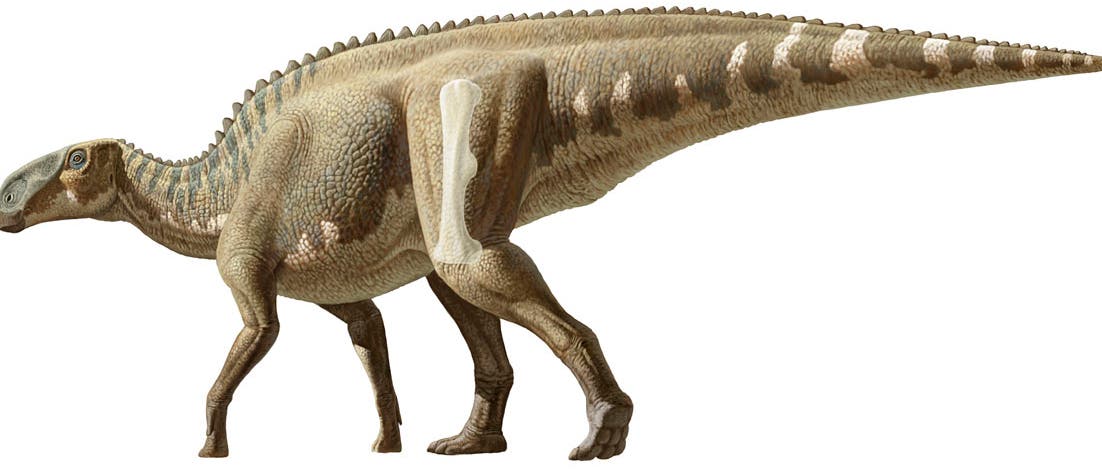 Brachylophosaurus canadensis