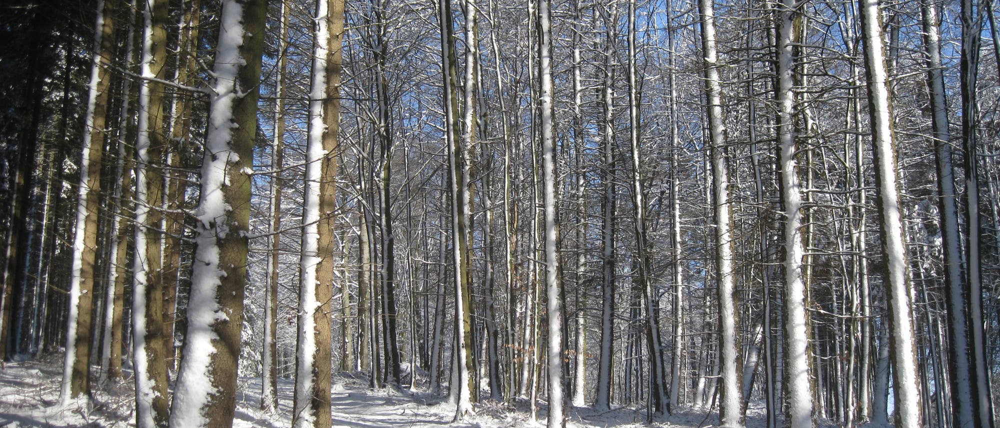 Schnee haftet an Baumstämmen
