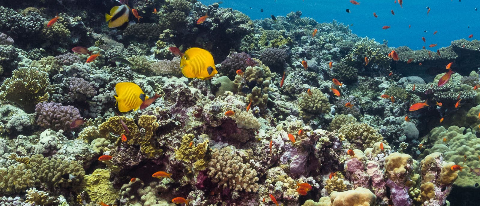 Ägyptische Rotmeerküste 2017: Im Jahr nach dem starken El Niño zeigt das Riff keine Anzeichen einer Korallenbleiche.