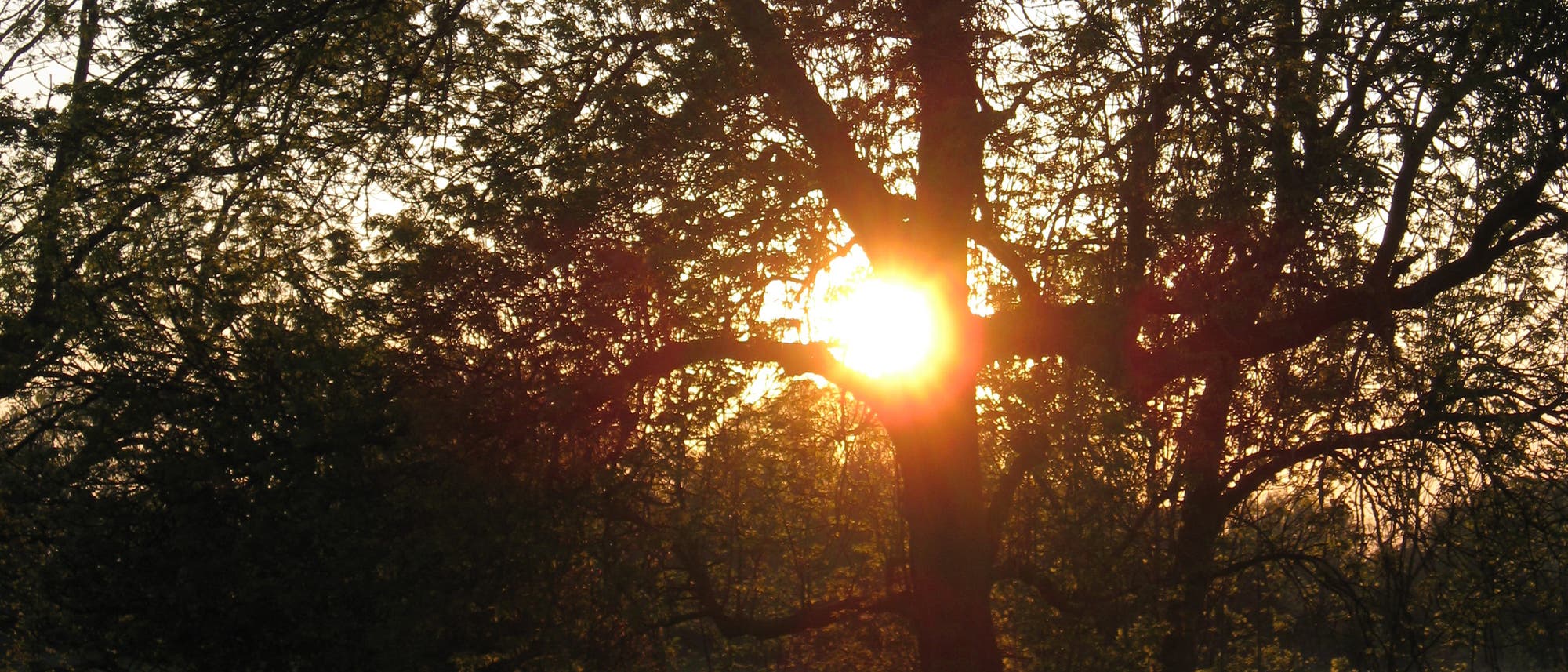 Sonne strahlt vor statt hinter dem Baum
