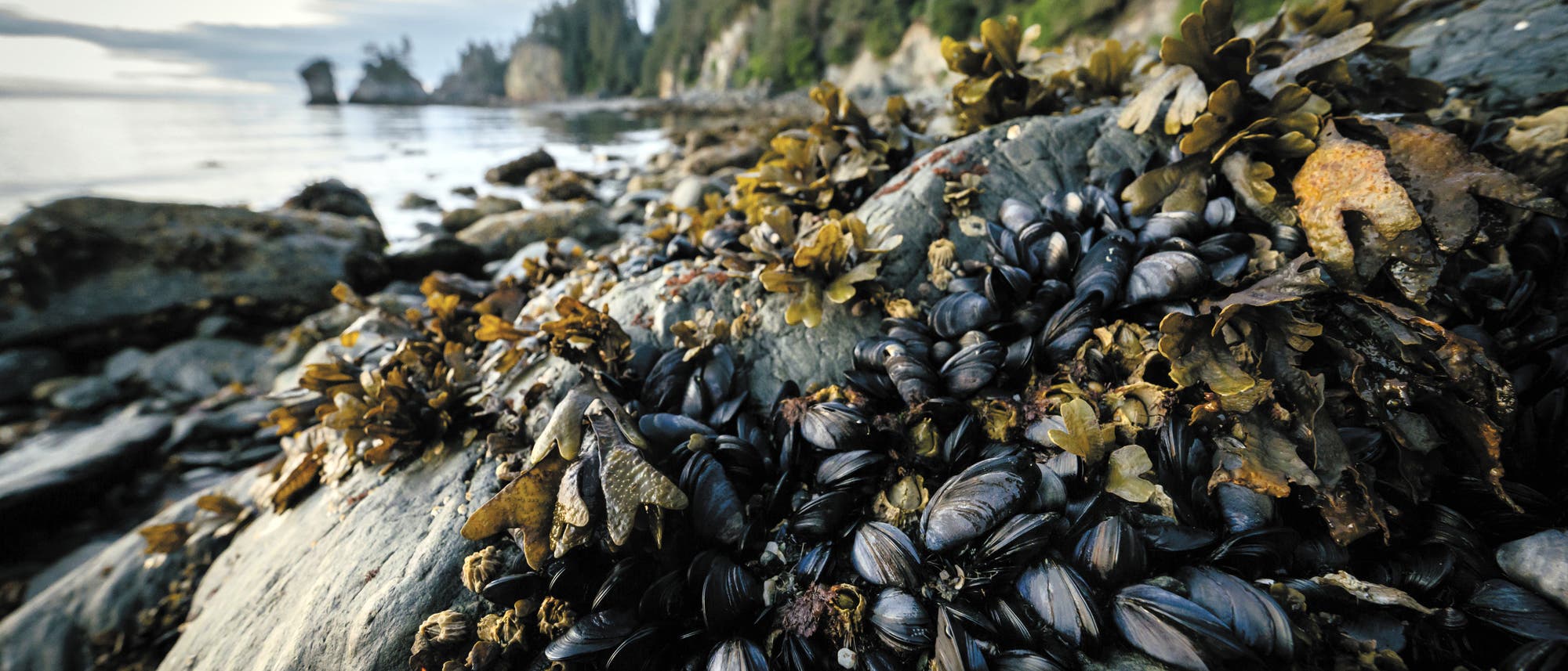 Miesmuscheln haften an Steinen entlang der Gezeitenzone bei Seldovia, Alaska.