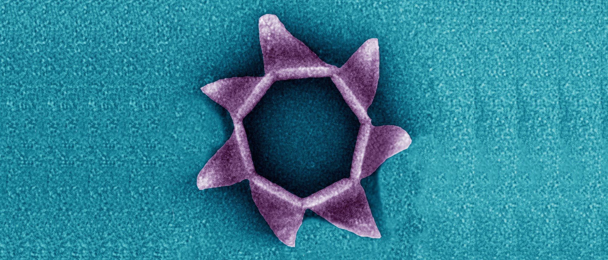 SIRV-2-Virus. Ein virales Protein bildet eine siebenseitige Pyramide auf der Zelloberfläche, die sich wie eine Blüte öffnet und die reifen Virenpartikel entlässt (eingefärbte elektronenmikroskopische Aufnahme).
