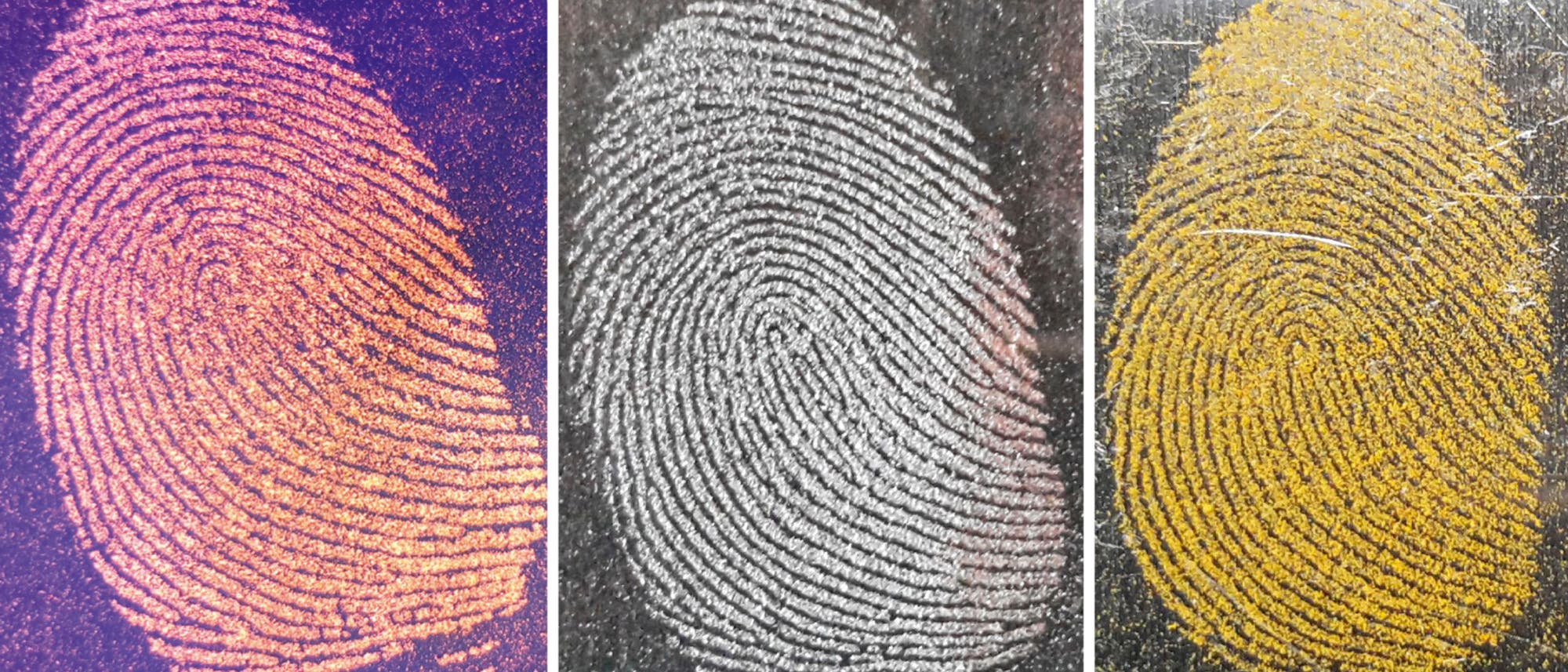 Fingerabdrücke weisen ein individuelles Muster auf, das sich mit Hilfe von färbenden Pulvern visualisieren lässt. Von links nach rechts: Orangenes Holi-Pulver (UV-beleuchtet) auf einer Spiegelrückseite, Eisenpulver auf Glas und Kurkuma auf Aluminium.