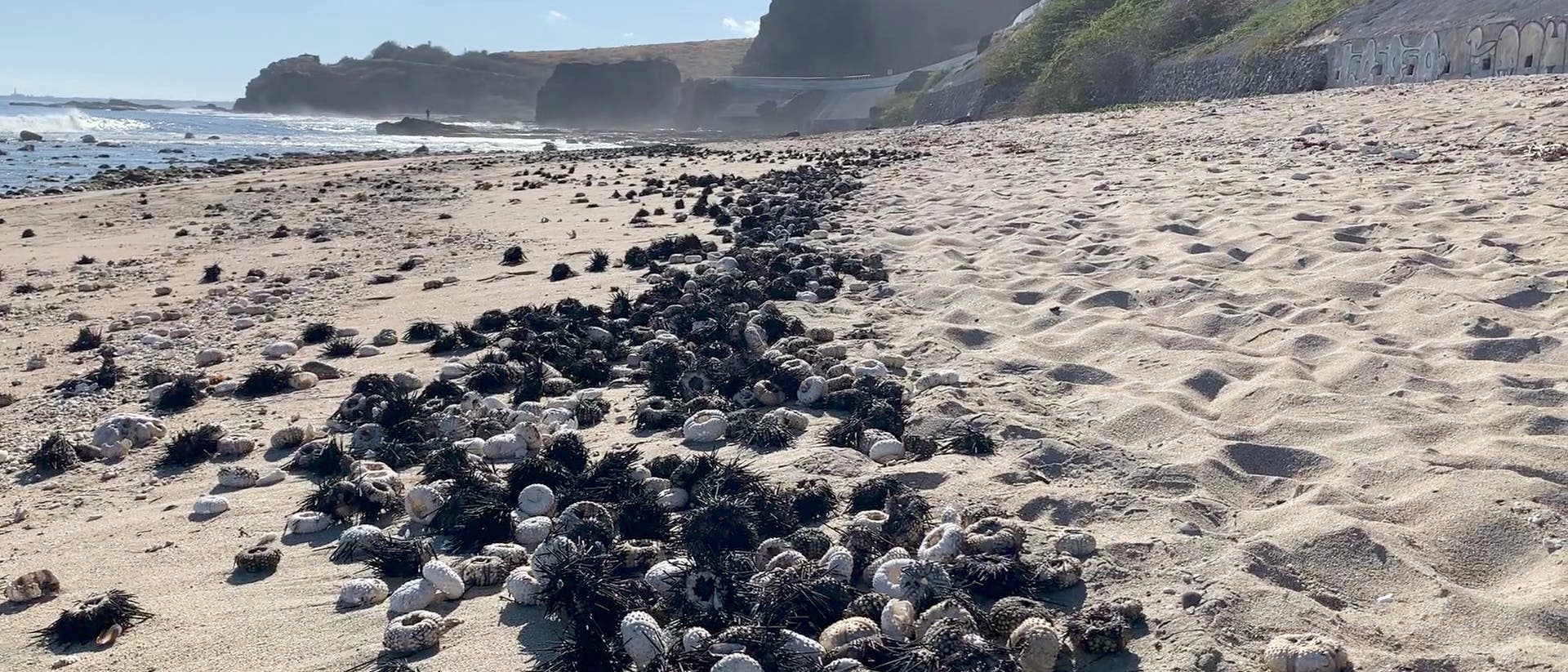 Tote Seeigel am Strand der Insel La Réunion im Indischen Ozean
