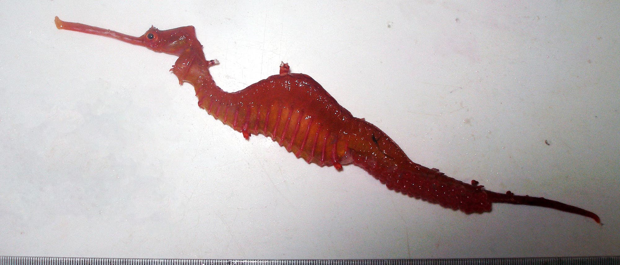 Rubinroter Seedrache