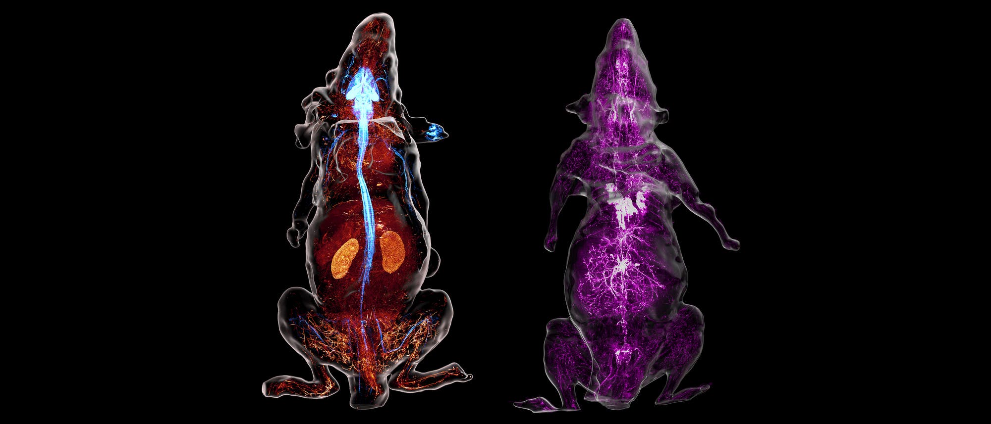 Zwei durchsichtige Darstellungen von Mäusen auf schwarzem Hintergrund. Die linke Maus zeigt ein detailliertes Bild des Blutkreislaufsystems in Rot, wobei die Organe wie Nieren hervorgehoben sind. Das Nervensystem ist blau eingefärbt. In der rechten Maus ist das sympathische Nervensystem in Violett zu sehen.
