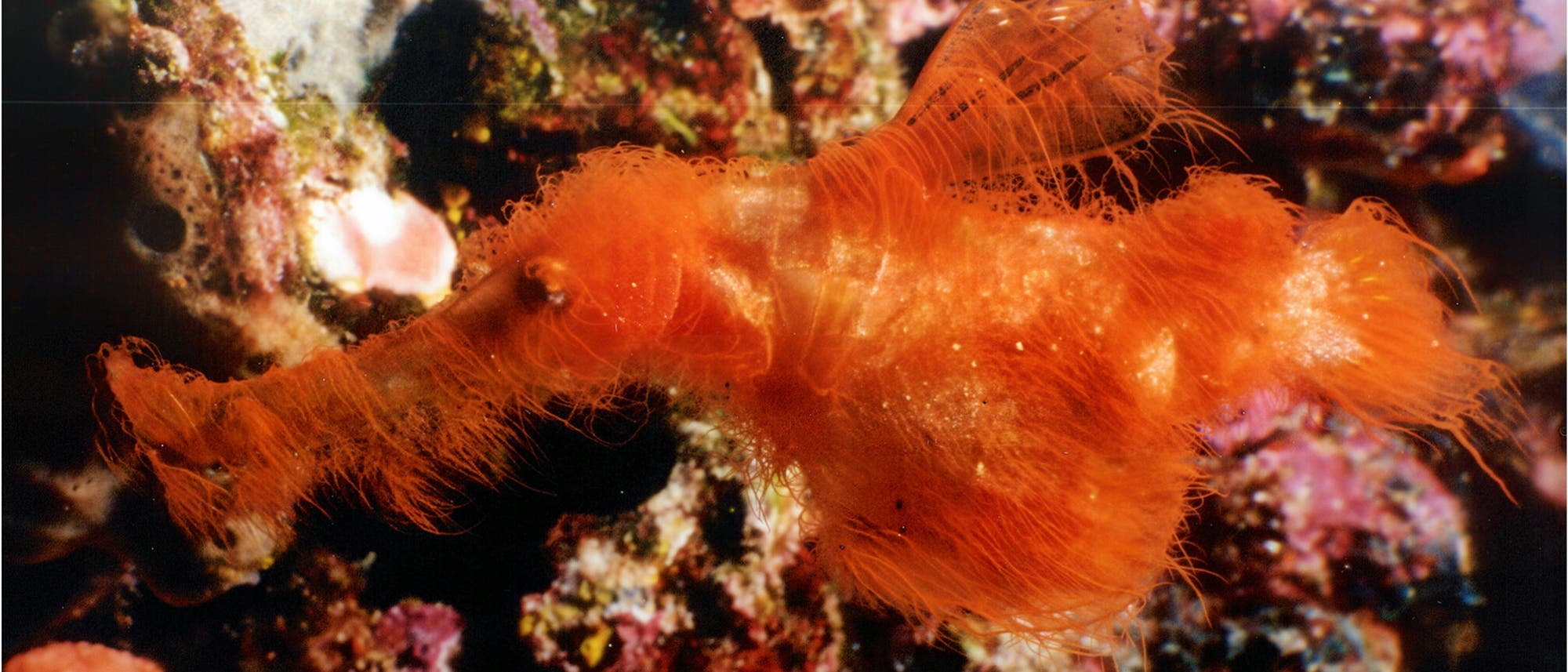Ein Geisterpfeifenfisch - ein orangefarbenes, haariges Meereslebewesen, das einem Seepferdchen &auml;hnelt, schwimmt vor einem Hintergrund aus bunten Korallen und Meeresalgen. Die Textur des Tieres ist flauschig und es hat eine lange, trompetenf&ouml;rmige Schnauze.